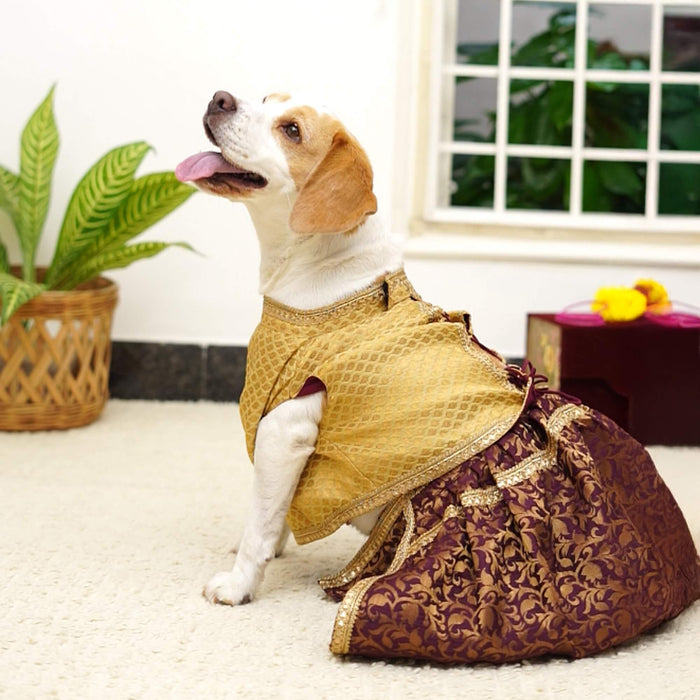 Bearhugs Golden & Maroon Lehenga For Dog