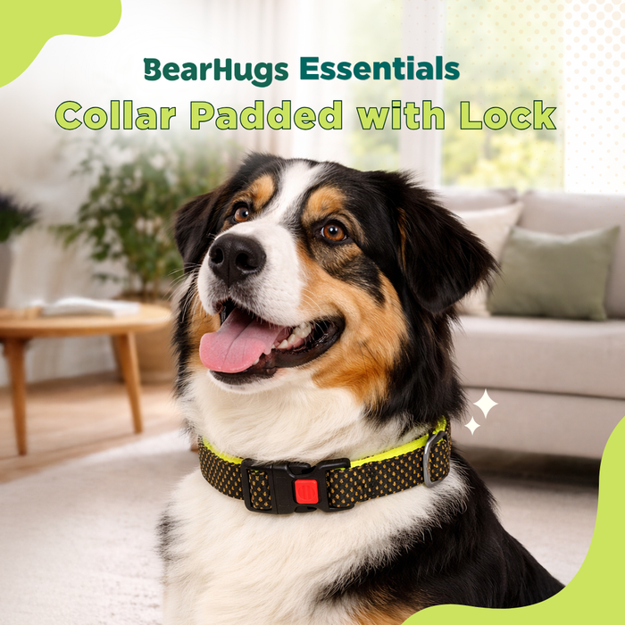 BearHugs Padded with Lock Essential Classic Collar