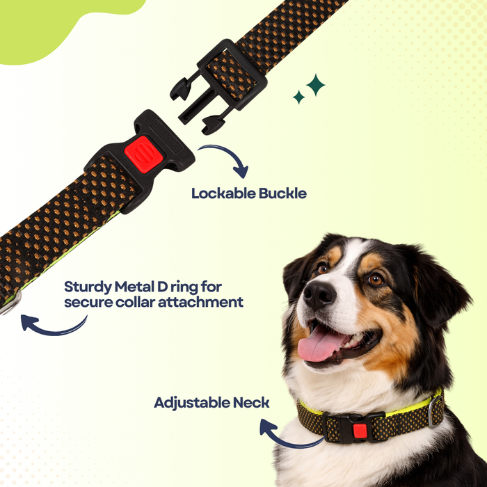 BearHugs Padded with Lock Essential Classic Collar