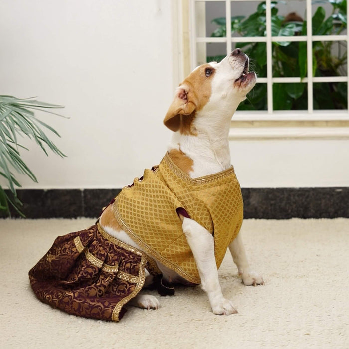 Bearhugs Golden & Maroon Lehenga For Dog