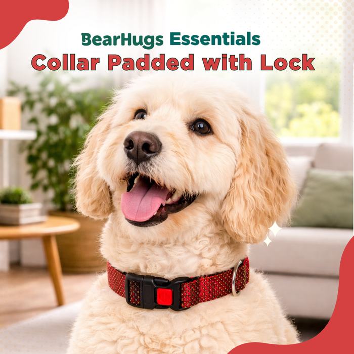 BearHugs Padded with Lock Essential Classic Collar