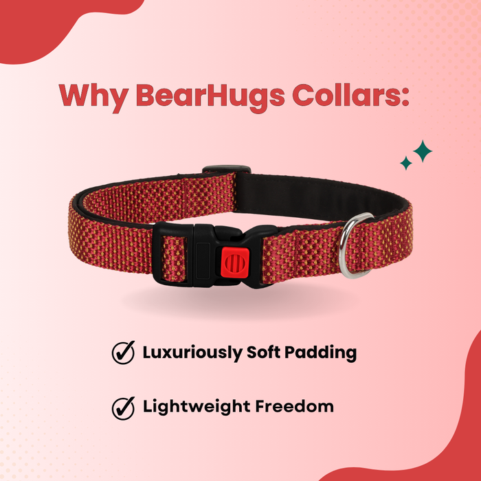 BearHugs Padded with Lock Essential Classic Collar