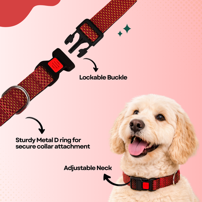 BearHugs Padded with Lock Essential Classic Collar