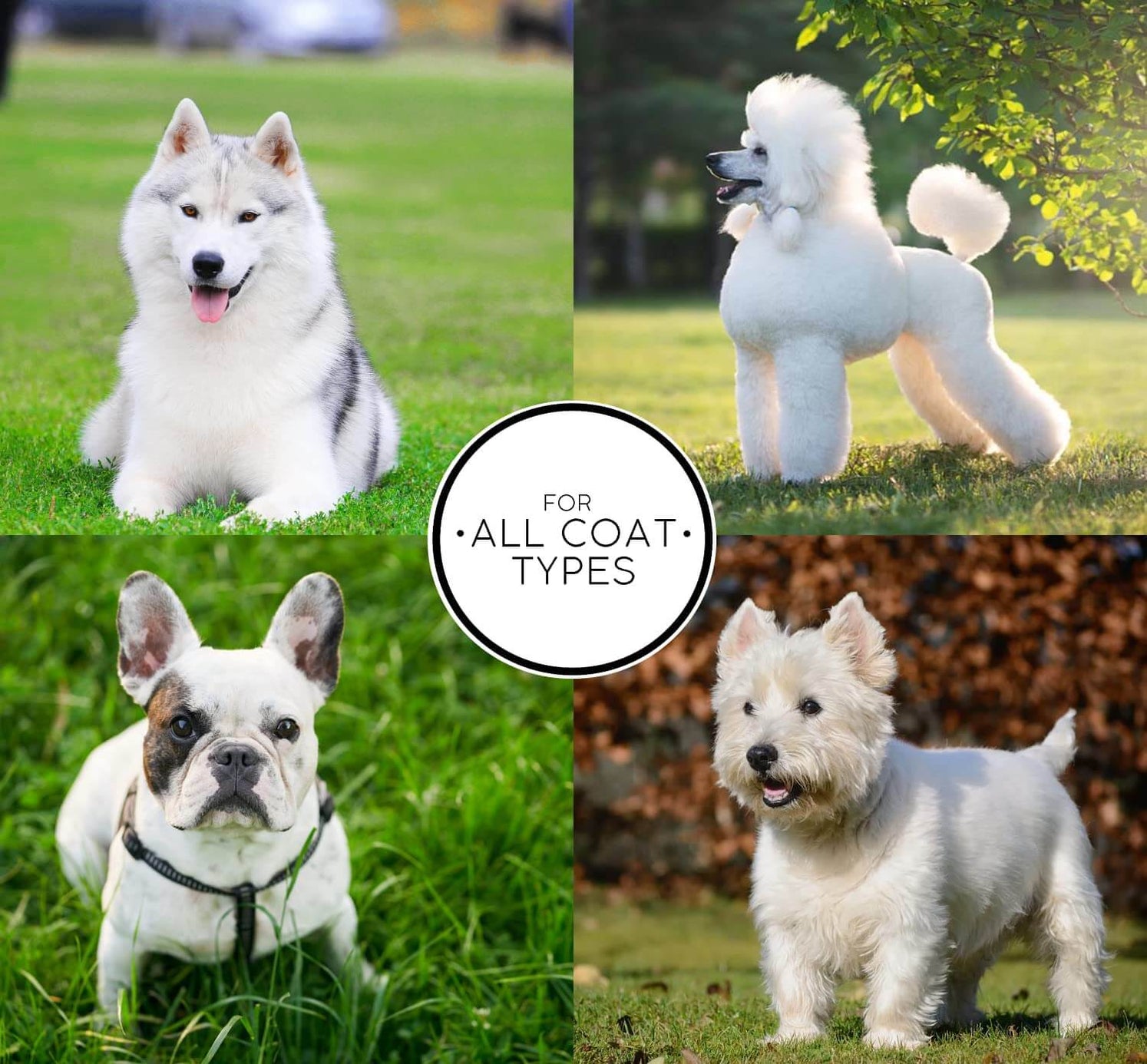 Chris Christensen White on White Shampoo