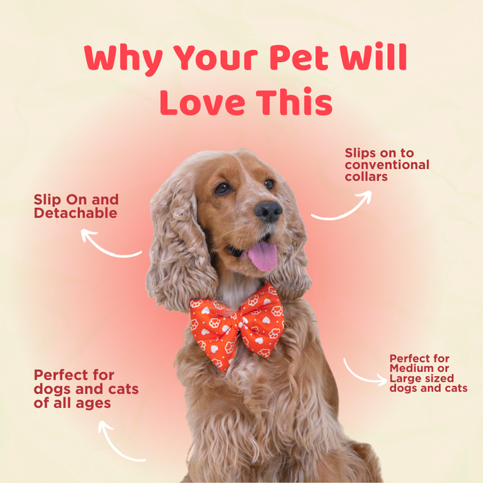 BearHugs Valentine's Themed Bow Tie for Dogs