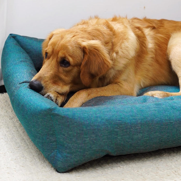 BearHugs Lounger Bed for Dog