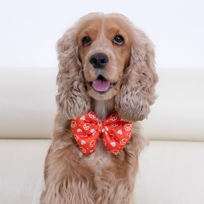 BearHugs Valentine's Themed Bow Tie for Dogs