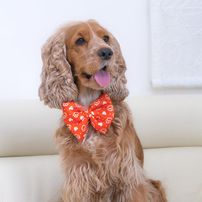 BearHugs Valentine's Themed Bow Tie for Dogs