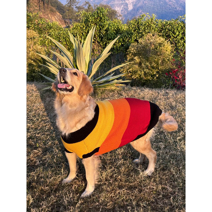 BearHugs Purl Knit Dog Sweater - Multicolour