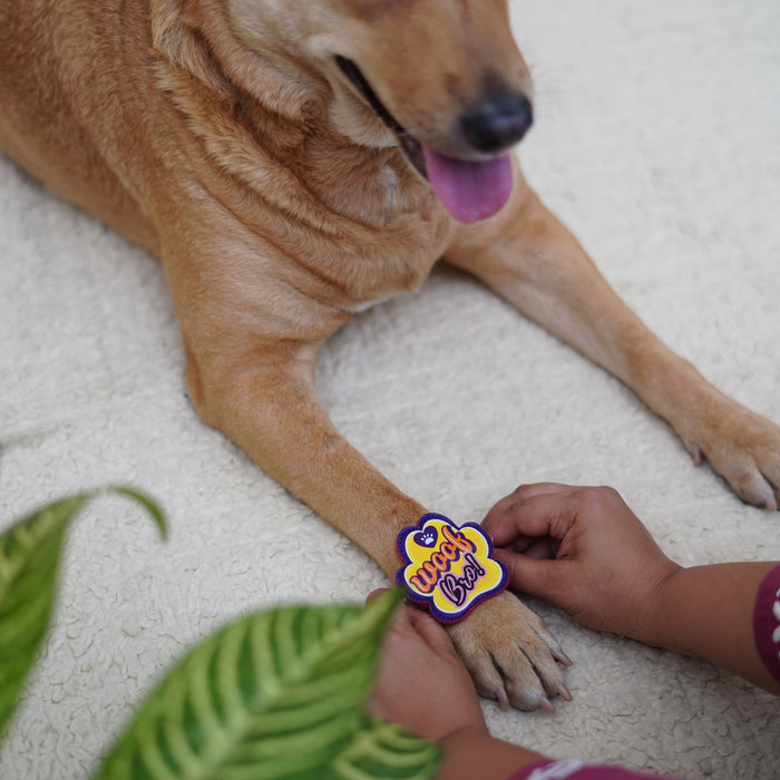 BearHugs Festive Gift Hamper for Dogs