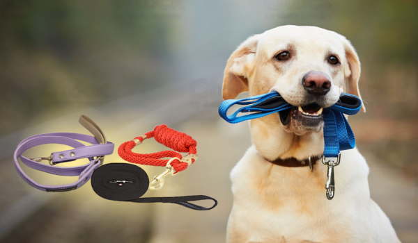Dog online leashes online