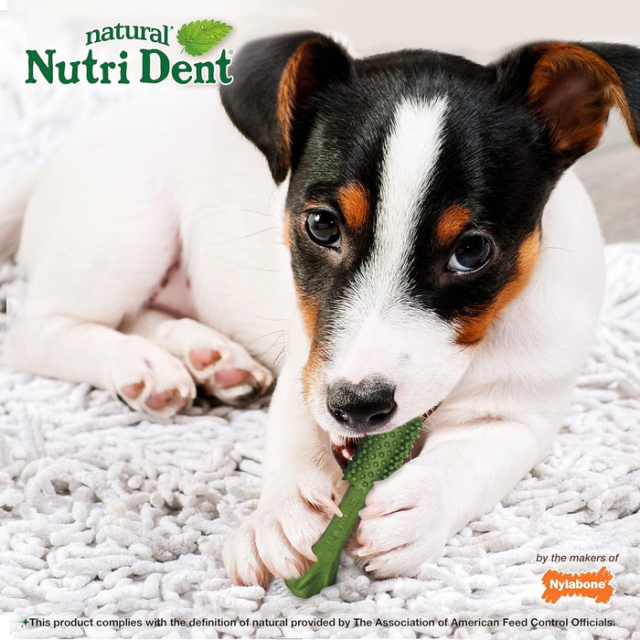 Nylabone Nutri Dent Fresh Breath Single Small For Dog