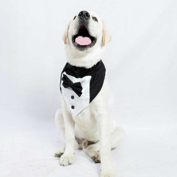 Pawgy Pets Tuxedo Bandana For Dog - Black