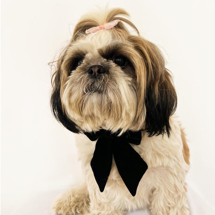 Pawgy Pets Pigtail Bow Tie For Dog - Black
