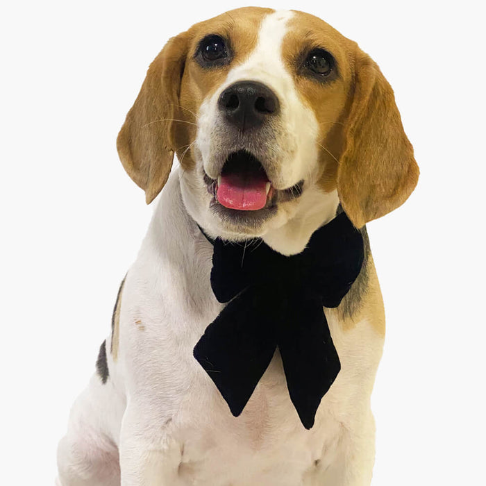 Pawgy Pets Pigtail Bow Tie For Dog - Black