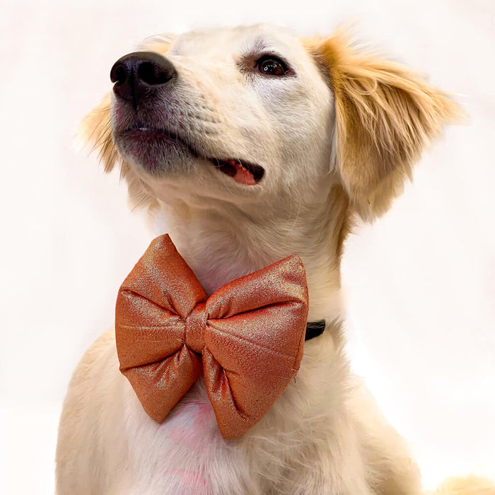 Pawgy Pets Party Wear Bow Tie For Dog/Cat - Gold