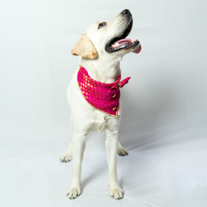 Pawgy Pets Occasion wear Bow Bandana For Dog - Pink