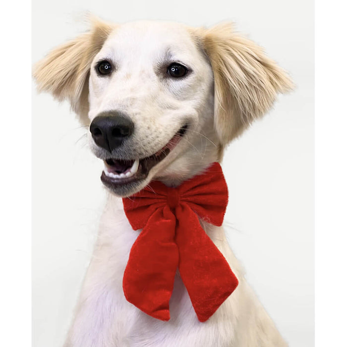 Pawgy Pets Pigtail Bow Tie For Dog - Red
