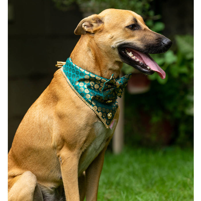 Pawgy Pets Occasion wear Bow Bandana For Dog - Teal Blue