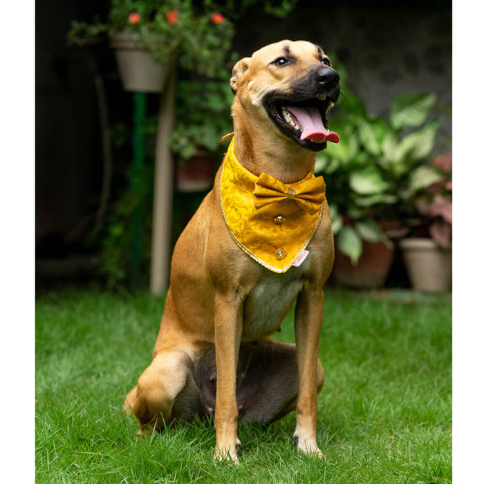 Pawgy Pets Occasion wear Bow Bandana For Dog - Yellow