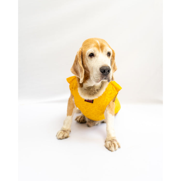 Pawgy Pets Sherwani For Dog - Yellow