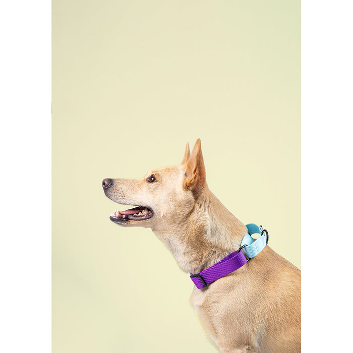 Pets Way Walk Essentials Martingale Collar - Amethyst & Sky