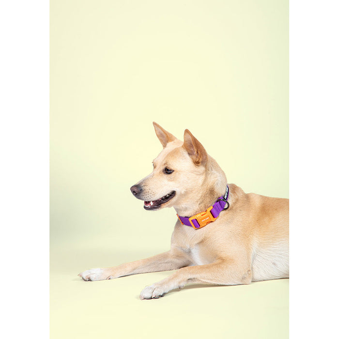 Pets Way Walk Essentials Solid Dog Collar - Amethyst