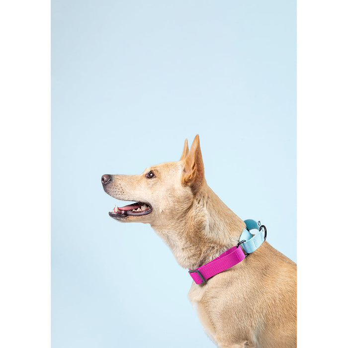 Pets Way Walk Essentials Martingale Collar - Fuschia & Sky