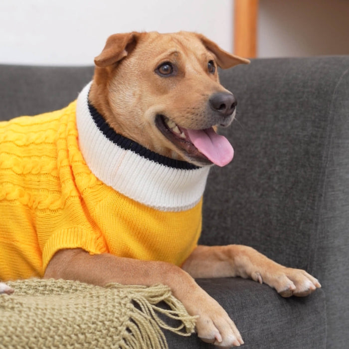 BearHugs Cable Knit Dog Sweater - Yellow