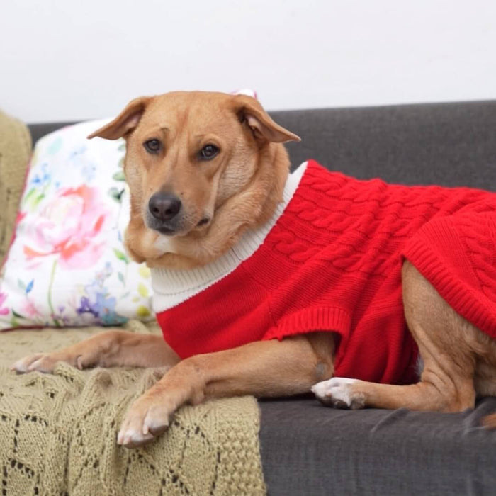 BearHugs Cable Knit Dog Sweater - Red