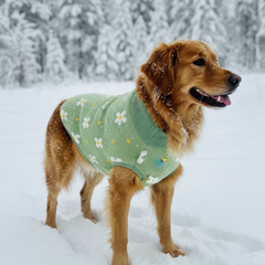 BearHugs Daisy Floral Print Pet Sweater for Dogs