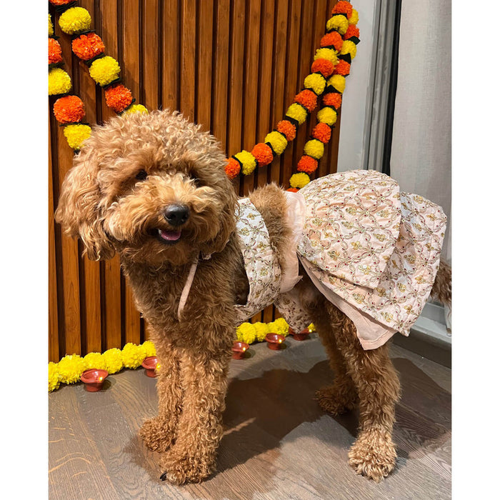 The Papaw Cartel Customization Embroidered Peach Chanya Choli For Dogs